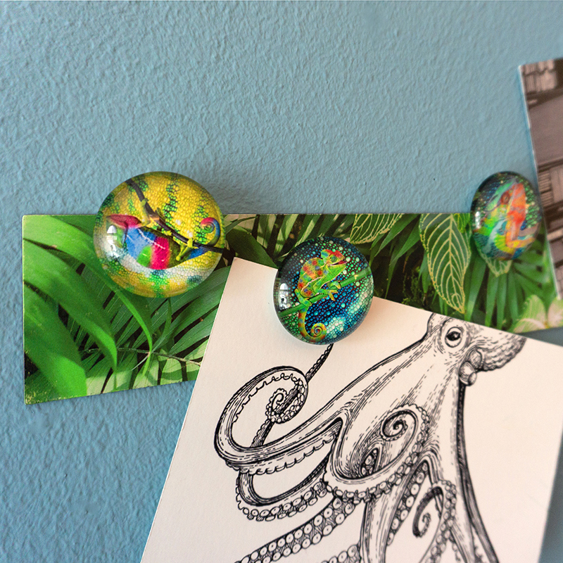 STORY BOX CHAMELEON Magnete & Magnetleiste 